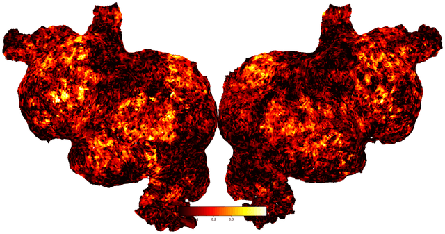 Learning fMRI Semantic Encoding